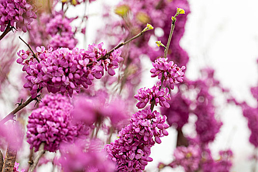 荆花,荆树,紫荆花,裸枝树,豆科