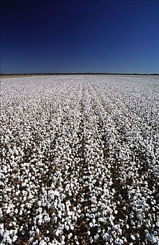 棉花,作物,澳大利亚
