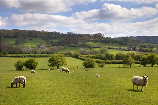 英国,草场,放牧,绵羊