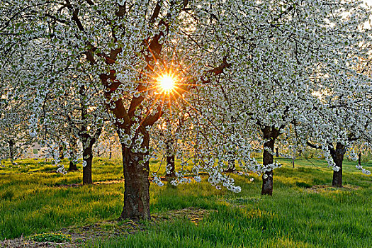 太阳,樱桃树,花,春天,巴登符腾堡,黑森林,黑森林地区,德国