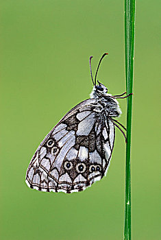 白蝴蝶,蝴蝶,马尔康杜国家公园,普罗旺斯,法国