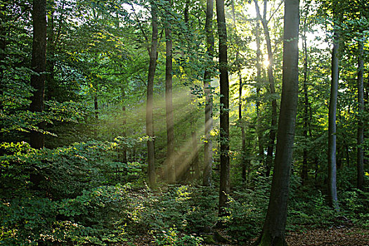 树林,太阳,光线,迈特拉赫,萨尔州,德国,欧洲