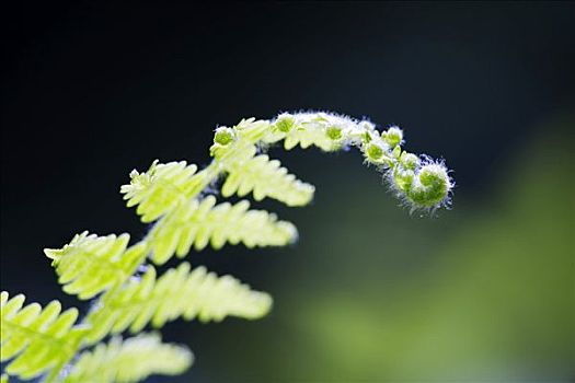 蕨类,芽,蕨菜