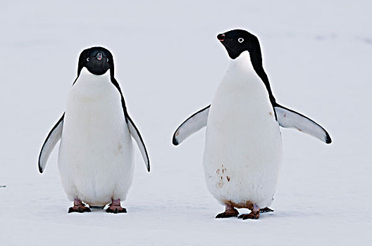 阿德利企鹅,一对,湾,东方,南极