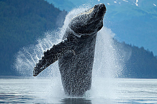 驼背鲸,喂食,冰,海峡,通加斯国家森林,东南阿拉斯加,夏天