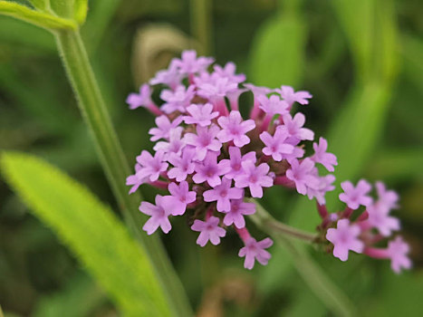 园林花卉