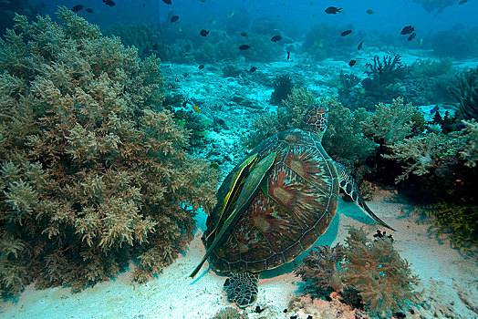 绿海龟,龟类,珊瑚礁,宿务,菲律宾,亚洲