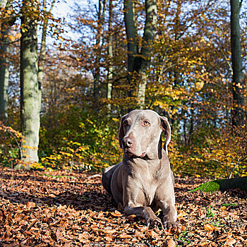 魏玛犬,雌性,狗,秋日树林,图林根州,德国,欧洲