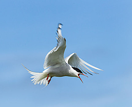 常见燕鸥,法恩群岛,诺森伯兰郡,英格兰,英国,欧洲