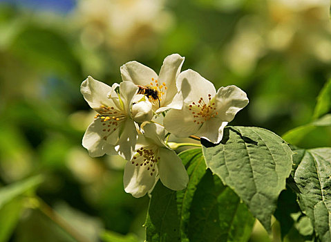 蜜蜂,花