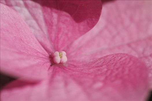 八仙花,灌木