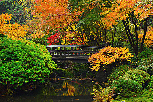 秋天,波特兰,日式庭园,俄勒冈,美国