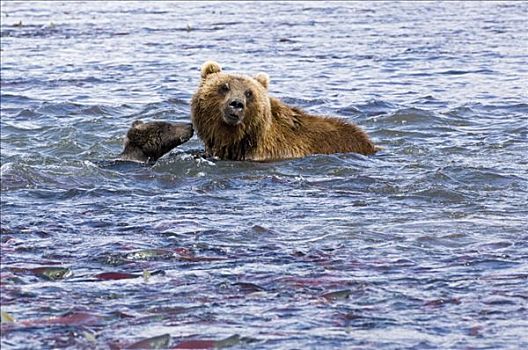 棕熊,水中,堪察加半岛,俄罗斯