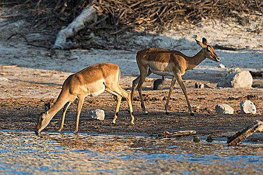 两个,黑斑羚,喝,河,萨维提,湿地,乔贝国家公园,博茨瓦纳