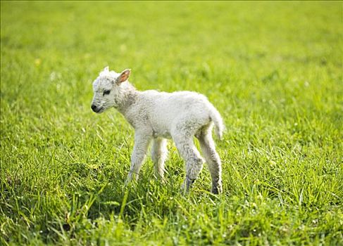 羊羔,草场
