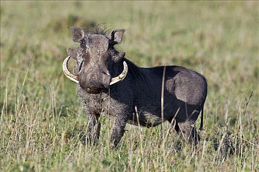 肯尼亚,纳罗克地区,马赛马拉,疣猪,獠牙,马赛马拉国家保护区