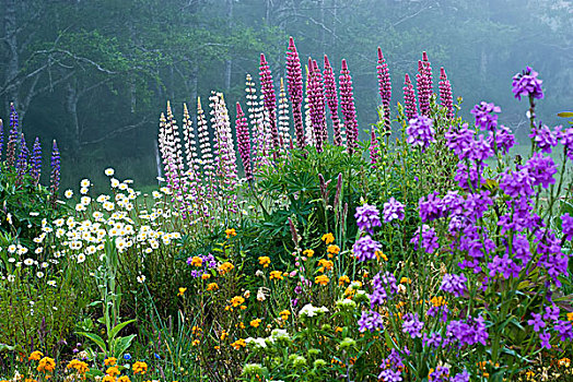 花,盛开,后院,花园,靠近,阿斯托里亚,俄勒冈,美国