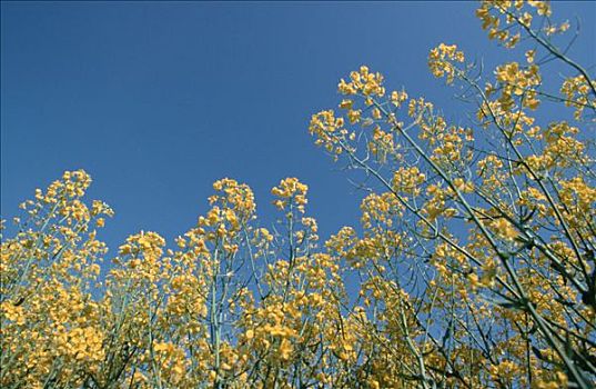 盛开,下萨克森,德国,芸苔