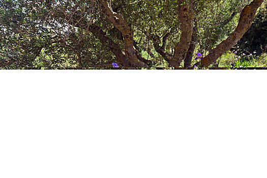 盛开,橄榄树,希腊