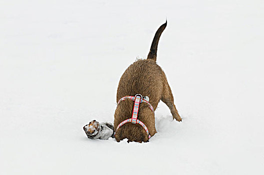 梗犬,杂交,挖,枝条,头部,困住,雪