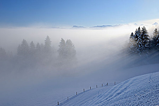 晨雾,冬天,风景,瑞士