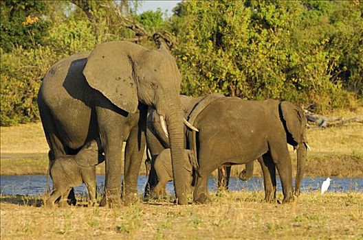 热带草原,非洲,灌木,大象,非洲象,母兽,护理,幼兽,乔贝国家公园,博茨瓦纳