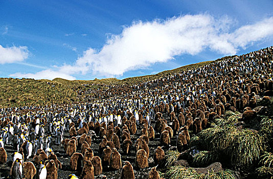 帝企鹅,生物群,索尔兹伯里平原,南乔治亚