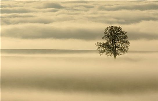 树,围绕,雾