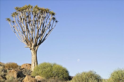 抖树,二歧芦荟,农场,山,纳米比亚,非洲