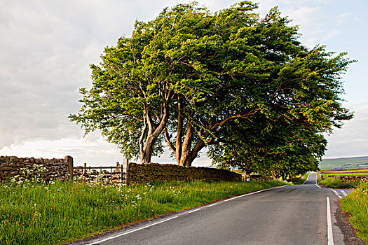 树,远眺,乡村道路