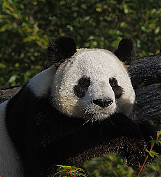 大熊猫,成年,休息