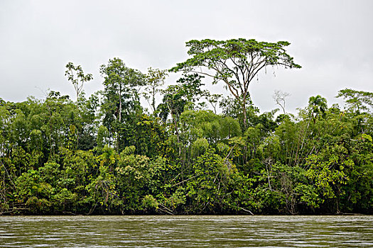 厄瓜多尔,河,丛林,树,大幅,尺寸