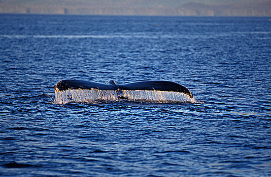 鲸,大翅鲸属,鲸鱼,尾部,水面,阿拉斯加