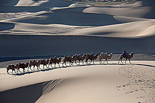内蒙阿拉善额济纳旗沙漠骆驼队