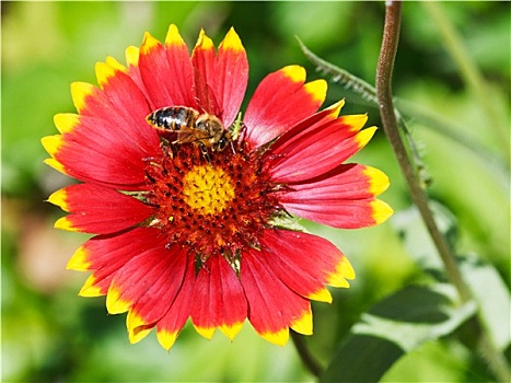 蜜蜂,花,花粉