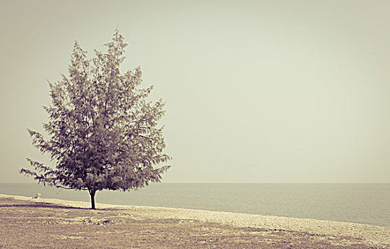 松树,海滩,复古,彩色
