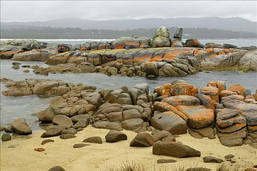 花冈岩,石头,繁茂,苔藓,火焰湾,靠近,塔斯马尼亚,澳大利亚