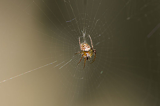 小,蜘蛛,互联网