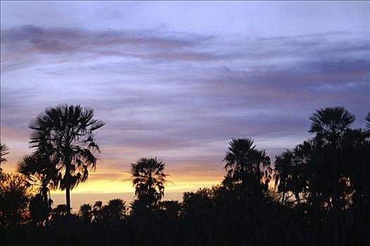 棕榈树,日落,奶奶,查科,巴拉圭