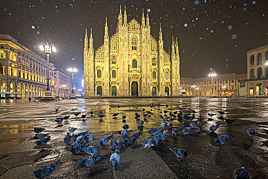 鸽子,大教堂广场,夜晚,下雪,米兰,伦巴第,意大利北部,意大利