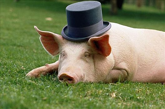 特写,猪,穿,帽子