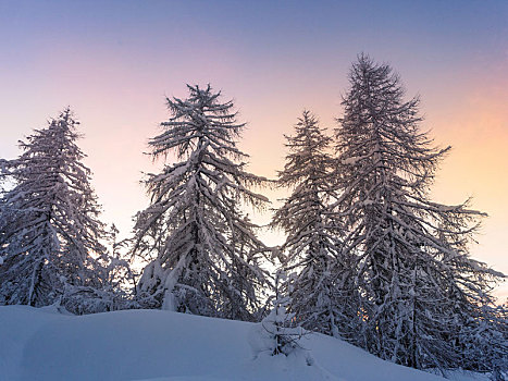 漂亮,冬季风景,积雪,树