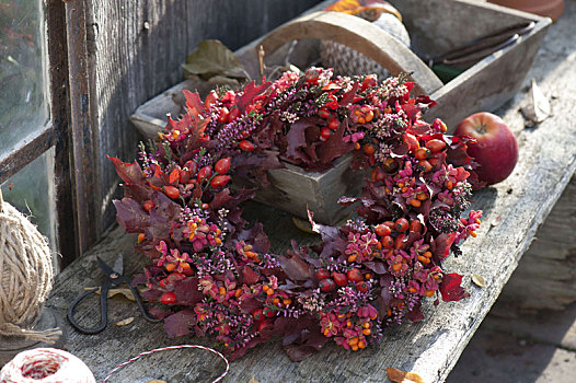 秋季花环,不同,红色,栎属,叶子