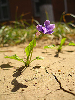 生命的力量,紫花地丁