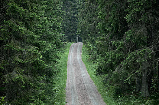 道路,树林