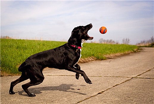 黑色,狗,努力,抓住,橙色,球,半空中