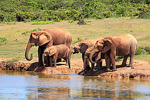 非洲象,牧群,喝,水潭,阿多大象国家公园,东开普省,南非,非洲