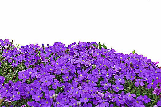 紫芥菜