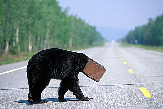 美国,阿拉斯加,黑熊,美洲黑熊,咖啡,罐,头部,走,靠近