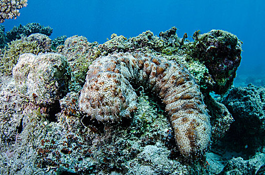 海参,珊瑚,礁石,斐济